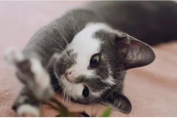 猫咪会过敏的原因，主要有以下5种因素