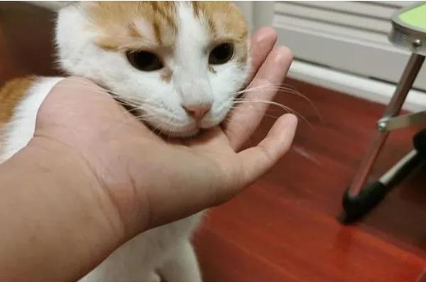 猫咪会过敏的原因，主要有以下5种因素