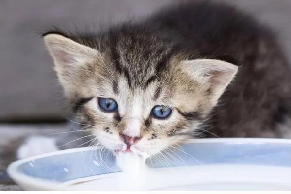 猫咪会过敏的原因，主要有以下5种因素