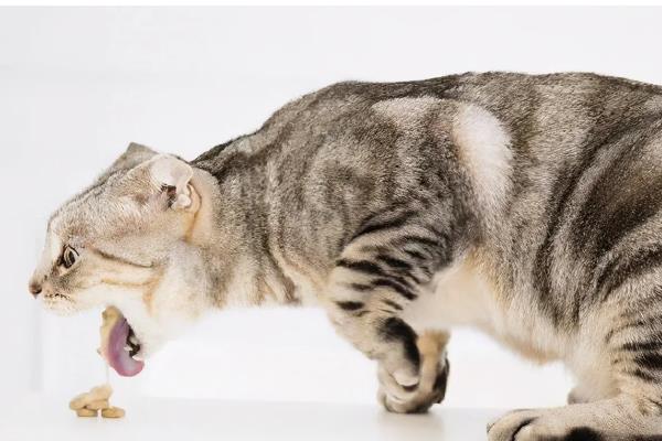 猫咪会过敏的原因，主要有以下5种因素