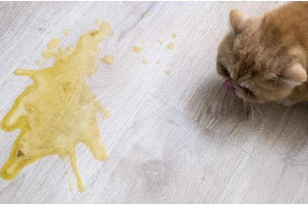 猫咪会过敏的原因，主要有以下5种因素