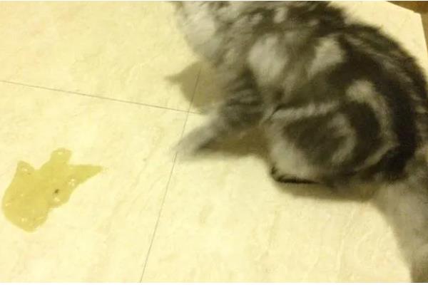 猫咪会过敏的原因，主要有以下5种因素