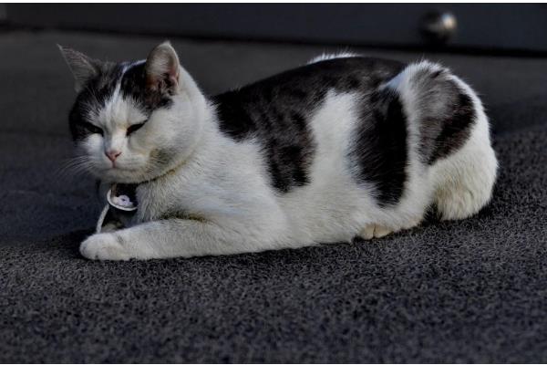 猫咪会过敏的原因，主要有以下5种因素