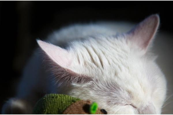 猫咪会过敏的原因，主要有以下5种因素