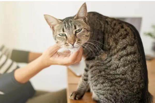 猫咪会过敏的原因，主要有以下5种因素