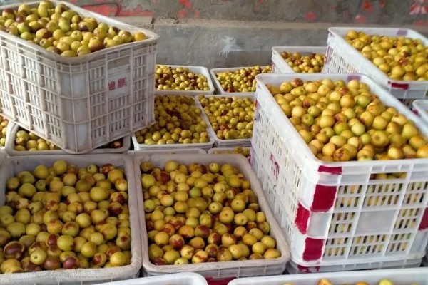 冬枣什么时间上市，在10月上、中旬成熟上市