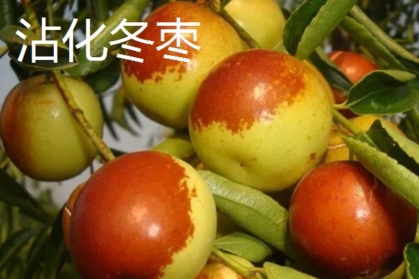 冬枣什么时间上市，在10月上、中旬成熟上市