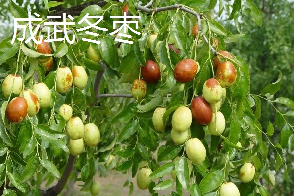 冬枣什么时间上市，在10月上、中旬成熟上市