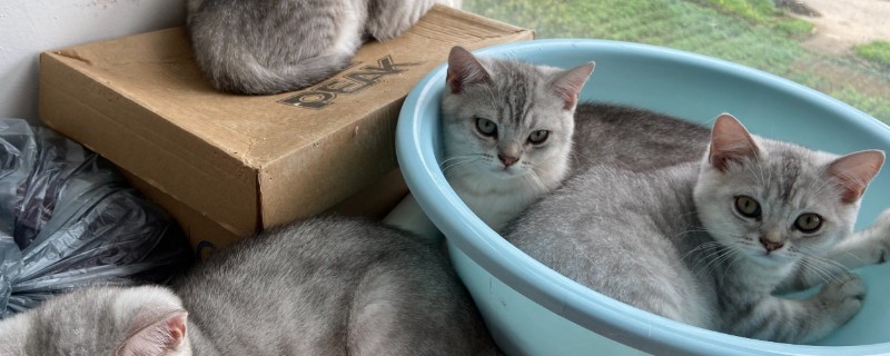 犬猫心律不齐的症状，轻症的心音和脉搏异常