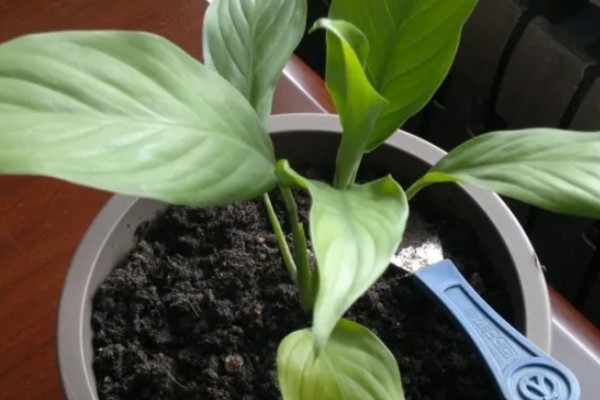 白鹤芋如何繁殖，可以进行分株繁殖