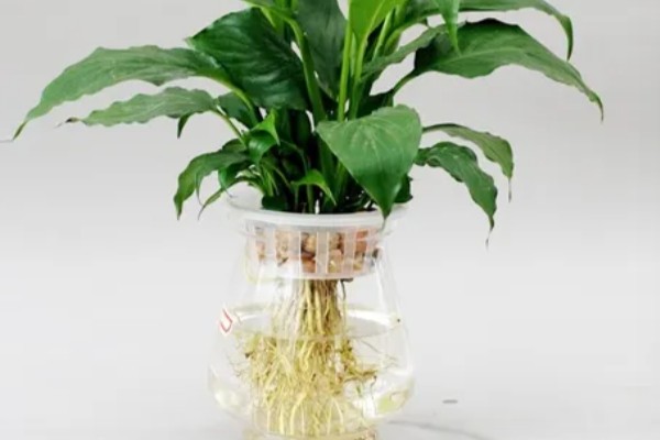 白鹤芋如何繁殖，可以进行分株繁殖