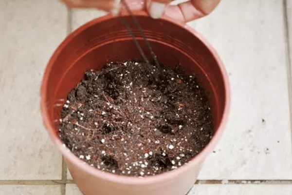 白鹤芋如何繁殖，可以进行分株繁殖