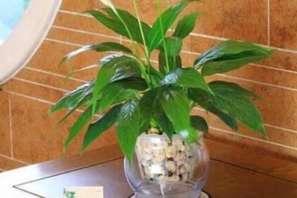 白鹤芋如何繁殖，可以进行分株繁殖