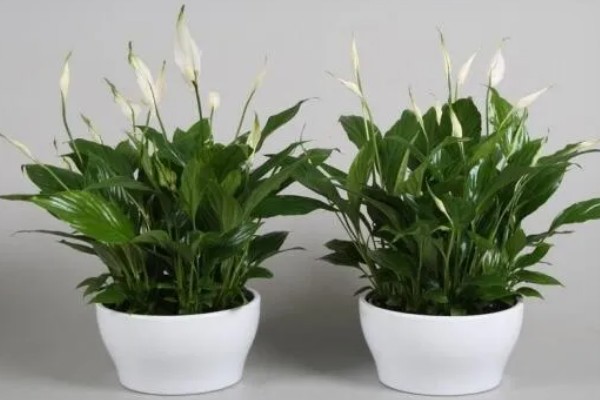 白鹤芋如何繁殖，可以进行分株繁殖