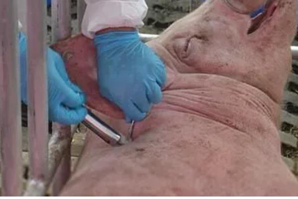 仔母猪不发情如何解决，要适当控制采食量