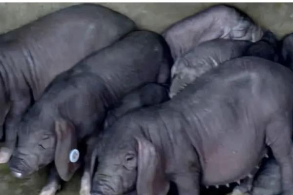 仔母猪不发情如何解决，要适当控制采食量