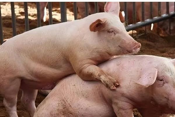 仔母猪不发情如何解决，要适当控制采食量
