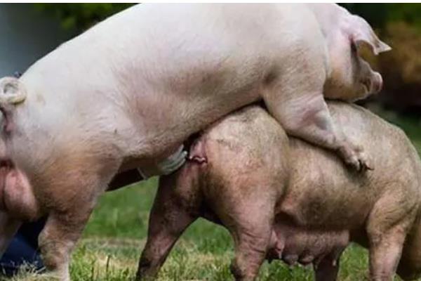 仔母猪不发情如何解决，要适当控制采食量
