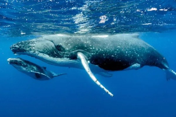 蓝鲸的眼睛在什么位置，在头部的两侧相对靠前的地方