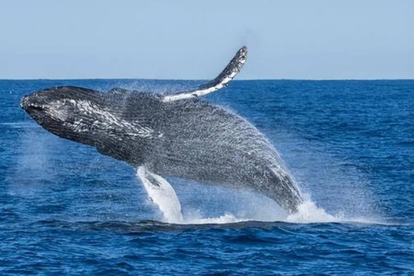 蓝鲸的眼睛在什么位置，在头部的两侧相对靠前的地方