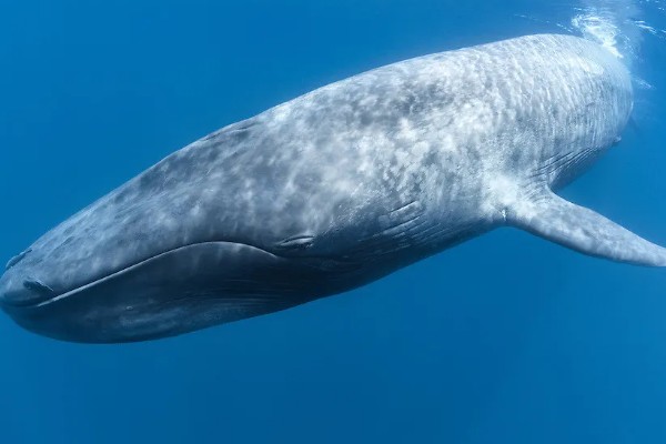 蓝鲸的眼睛在什么位置，在头部的两侧相对靠前的地方