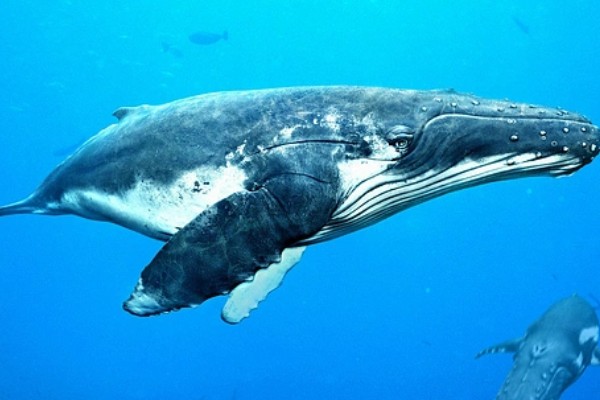 蓝鲸的眼睛在什么位置，在头部的两侧相对靠前的地方