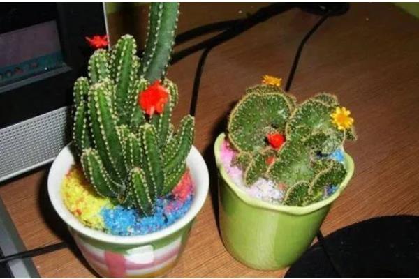 为什么家里不能养仙人掌，可以养殖但不适合养大型仙人掌