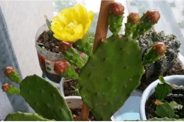 为什么家里不能养仙人掌，可以养殖但不适合养大型仙人掌