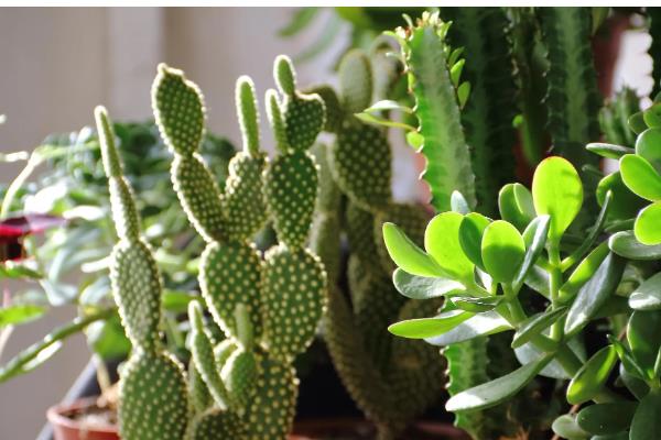 为什么家里不能养仙人掌，可以养殖但不适合养大型仙人掌