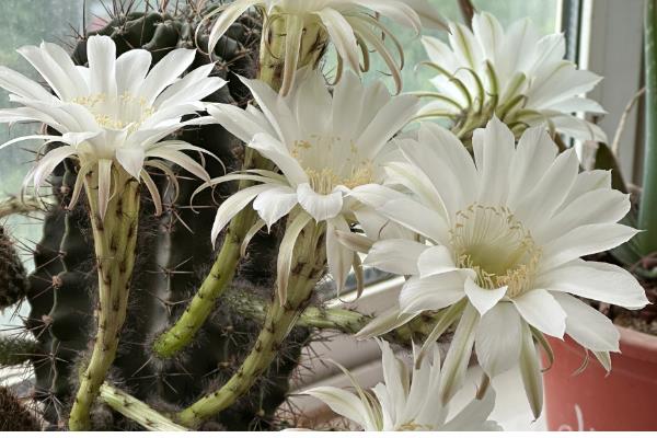 为什么家里不能养仙人掌，可以养殖但不适合养大型仙人掌
