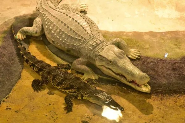 最大的鳄鱼是哪种鳄鱼，最大的一种是湾鳄