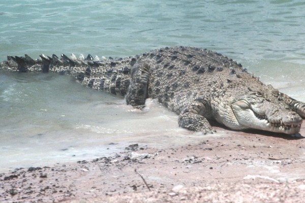 最大的鳄鱼是哪种鳄鱼，最大的一种是湾鳄