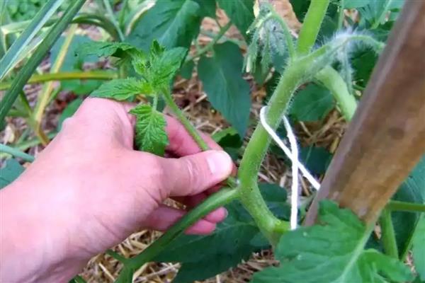 番茄要修枝吗，是需要进行修枝的