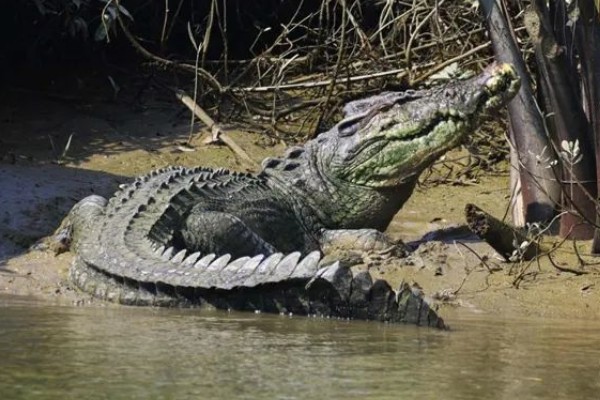 最大的鳄鱼是哪种鳄鱼，最大的一种是湾鳄