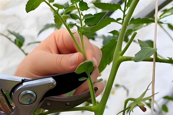 番茄要修枝吗，是需要进行修枝的