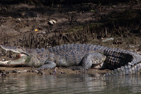 最大的鳄鱼是哪种鳄鱼，最大的一种是湾鳄