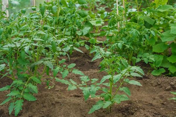 番茄要修枝吗，是需要进行修枝的