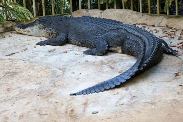 最大的鳄鱼是哪种鳄鱼，最大的一种是湾鳄