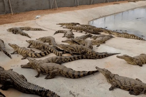 最大的鳄鱼是哪种鳄鱼，最大的一种是湾鳄