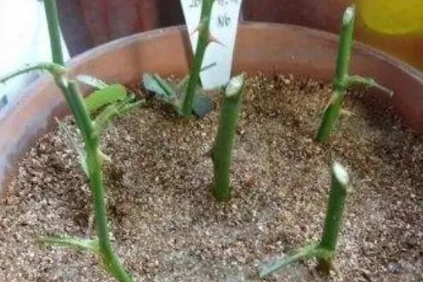 蔷薇能不能扦插，4-5月份适合扦插繁殖