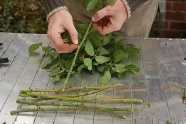 蔷薇能不能扦插，4-5月份适合扦插繁殖