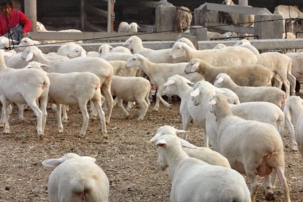 新手养羊怎样入手,要选择繁殖能力强和抗病能力强的品种