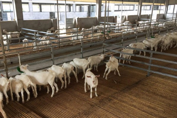 新手养羊怎样入手,要选择繁殖能力强和抗病能力强的品种