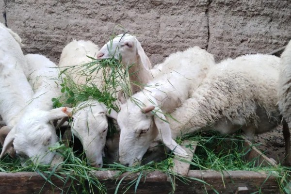 新手养羊怎样入手,要选择繁殖能力强和抗病能力强的品种