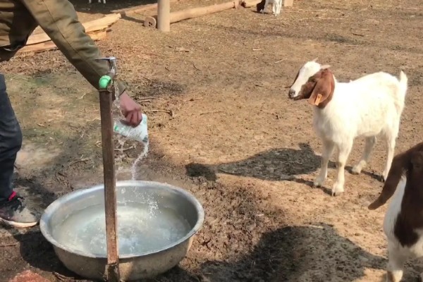 新手养羊怎样入手,要选择繁殖能力强和抗病能力强的品种