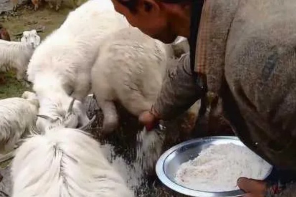 新手养羊怎样入手,要选择繁殖能力强和抗病能力强的品种