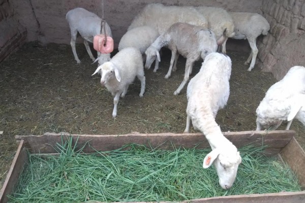 新手养羊怎样入手,要选择繁殖能力强和抗病能力强的品种