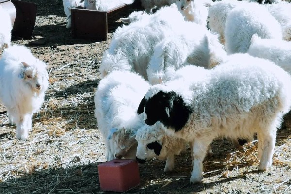 新手养羊怎样入手,要选择繁殖能力强和抗病能力强的品种
