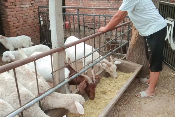 新手养羊怎样入手,要选择繁殖能力强和抗病能力强的品种