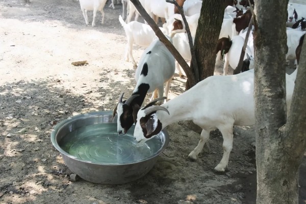 新手养羊怎样入手,要选择繁殖能力强和抗病能力强的品种